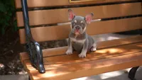 Ollie, a male French Bulldog for sale in Miami, FL – 1 of 3