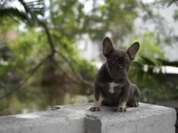 Sassy, a female French Bulldog for sale in Miami, FL – 5 of 8