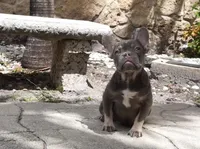 Sassy, a female French Bulldog for sale in Miami, FL – 1 of 8