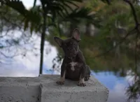 Sassy, a female French Bulldog for sale in Miami, FL – 6 of 8