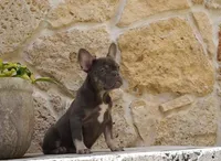 Sassy, a female French Bulldog for sale in Miami, FL – 2 of 8