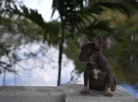 Sassy, a female French Bulldog for sale in Miami, FL – 7 of 8