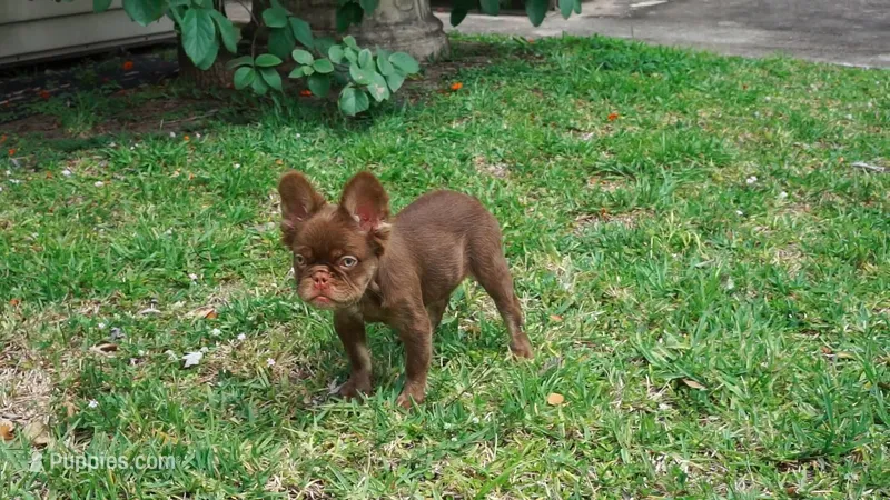 Teddy – French Bulldog puppy for sale in Miami, FL