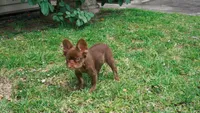 Teddy, a male French Bulldog for sale in Miami, FL – 1 of 3