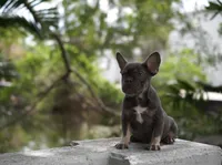 Sassy, a female French Bulldog for sale in Miami, FL – 8 of 8