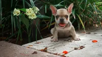Milo, a male French Bulldog for sale in Miami, FL – 2 of 2