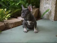 Sassy, a female French Bulldog for sale in Miami, FL – 3 of 8