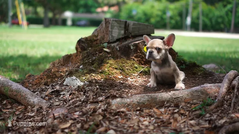 Milo – French Bulldog puppy for sale in Miami, FL