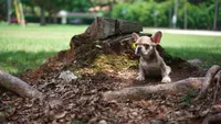Milo, a male French Bulldog for sale in Miami, FL – 1 of 2