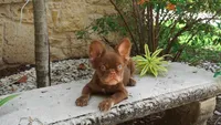 Teddy, a male French Bulldog for sale in Miami, FL – 3 of 3