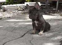 Sassy, a female French Bulldog for sale in Miami, FL – 4 of 8