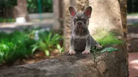 Ollie, a male French Bulldog for sale in Miami, FL – 2 of 3