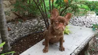 Teddy, a male French Bulldog for sale in Miami, FL – 2 of 3