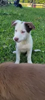Mr. T., a male Border Collie for sale in Purcellville, VA – 4 of 10