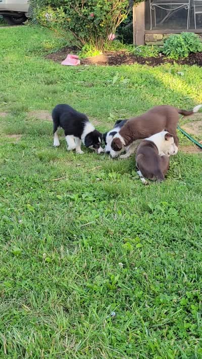Mr. T., a male Border Collie for sale in Purcellville, VA – 10 of 10