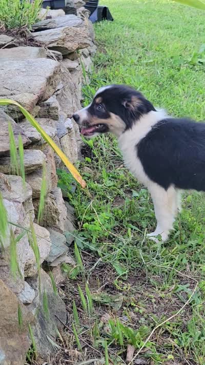 Clover, a female Border Collie for sale in Purcellville, VA – 7 of 10