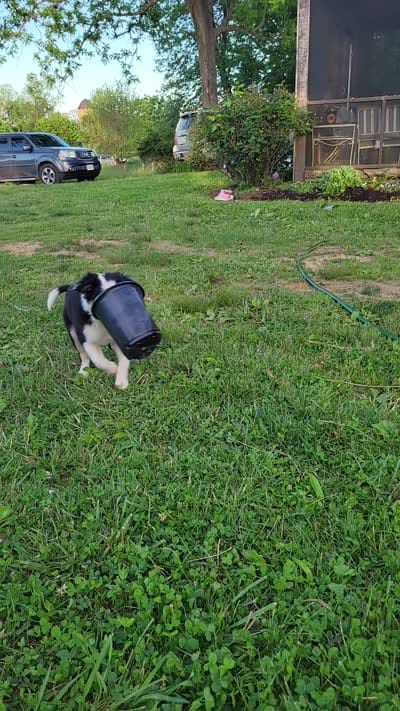 Rose, a female Border Collie for sale in Purcellville, VA – 6 of 10