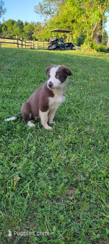 Buttercup – Border Collie puppy for sale in Purcellville, VA
