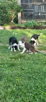 Mr. T., a male Border Collie for sale in Purcellville, VA – 6 of 10