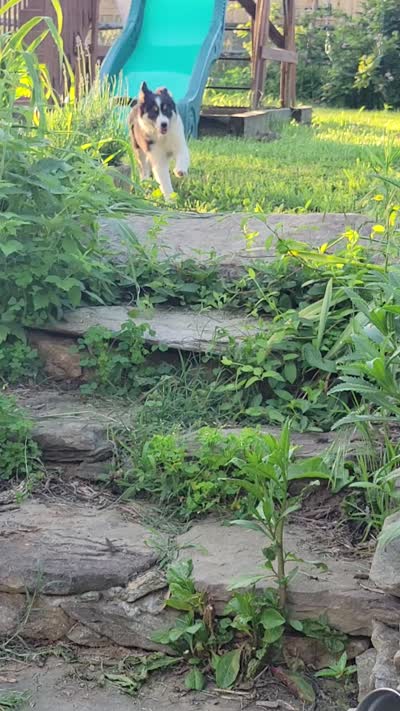 Clover, a female Border Collie for sale in Purcellville, VA – 9 of 10