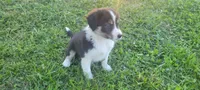 Clover, a female Border Collie for sale in Purcellville, VA – 4 of 10