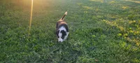Rose, a female Border Collie for sale in Purcellville, VA – 2 of 10