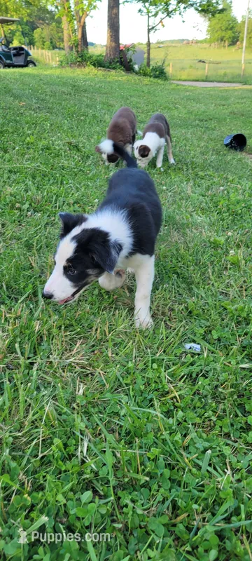 Rose – Border Collie puppy for sale in Purcellville, VA