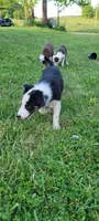 Rose, a female Border Collie for sale in Purcellville, VA – 1 of 10
