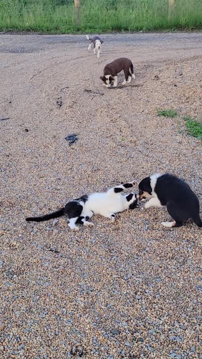 Clover, a female Border Collie for sale in Purcellville, VA – 10 of 10