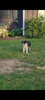 Clover, a female Border Collie for sale in Purcellville, VA – 8 of 10