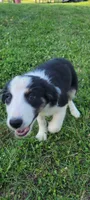 Rose, a female Border Collie for sale in Purcellville, VA – 3 of 10