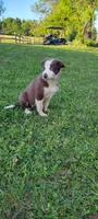 Buttercup, a female Border Collie for sale in Purcellville, VA – 10 of 10