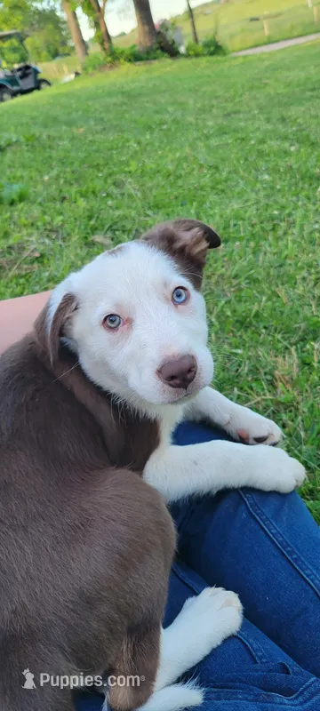 Mr. T. – Border Collie puppy for sale in Purcellville, VA