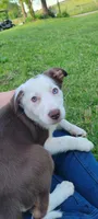Mr. T., a male Border Collie for sale in Purcellville, VA – 1 of 10