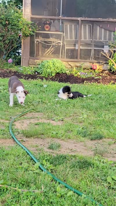 Mr. T., a male Border Collie for sale in Purcellville, VA – 8 of 10