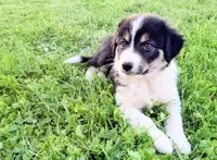 Clover, a female Border Collie for sale in Purcellville, VA – 1 of 10