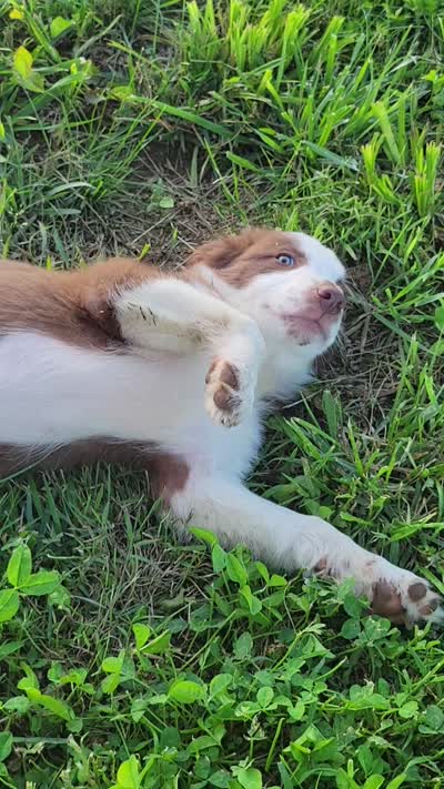 Buttercup, a female Border Collie for sale in Purcellville, VA – 9 of 10