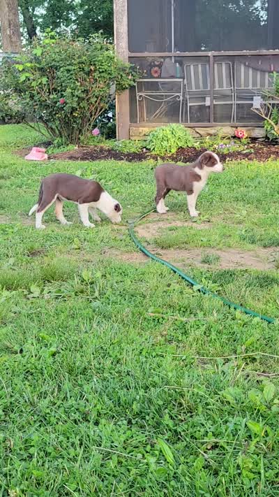 Mr. T., a male Border Collie for sale in Purcellville, VA – 9 of 10