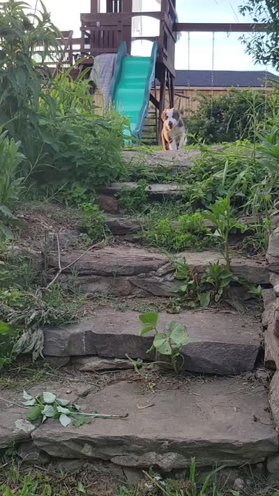 Buttercup, a female Border Collie for sale in Purcellville, VA – 8 of 10