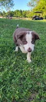 Buttercup, a female Border Collie for sale in Purcellville, VA – 5 of 10