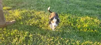 Rose, a female Border Collie for sale in Purcellville, VA – 8 of 10