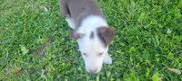 Mr. T., a male Border Collie for sale in Purcellville, VA – 3 of 10