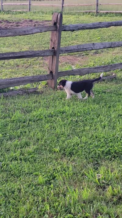 Clover, a female Border Collie for sale in Purcellville, VA – 5 of 10