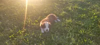 Buttercup, a female Border Collie for sale in Purcellville, VA – 2 of 10