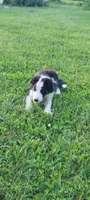 Rose, a female Border Collie for sale in Purcellville, VA – 4 of 10