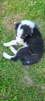 Rose, a female Border Collie for sale in Purcellville, VA – 7 of 10