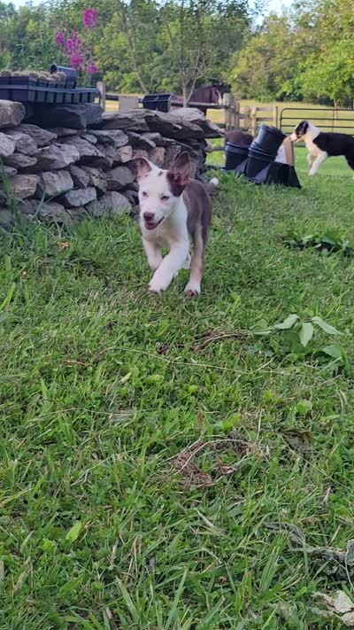Mr. T., a male Border Collie for sale in Purcellville, VA – 7 of 10