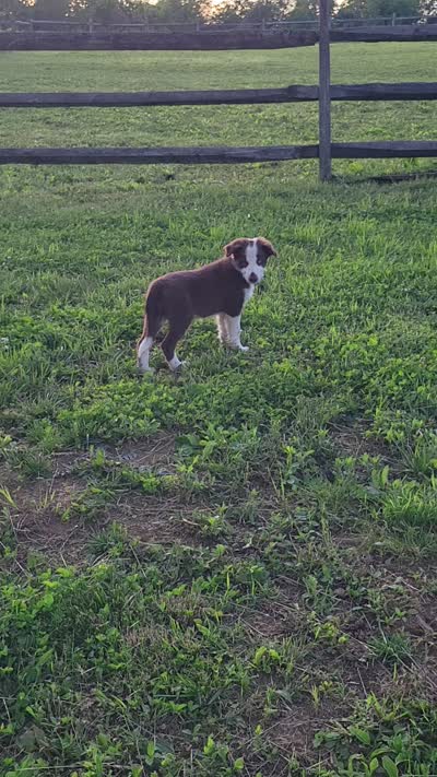 Buttercup, a female Border Collie for sale in Purcellville, VA – 6 of 10