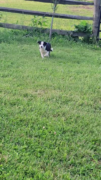 Rose, a female Border Collie for sale in Purcellville, VA – 5 of 10