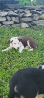 Mr. T., a male Border Collie for sale in Purcellville, VA – 5 of 10